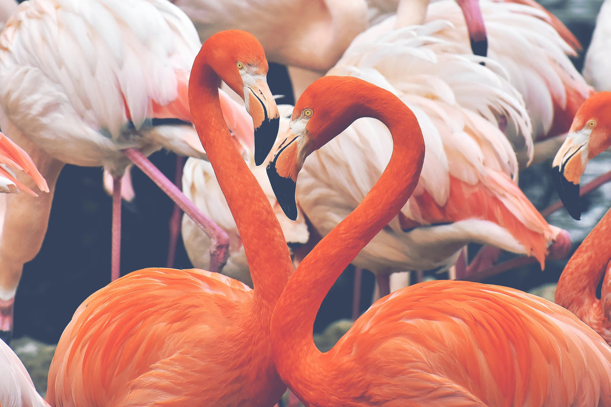 acrylic-print-colorful-flamingos