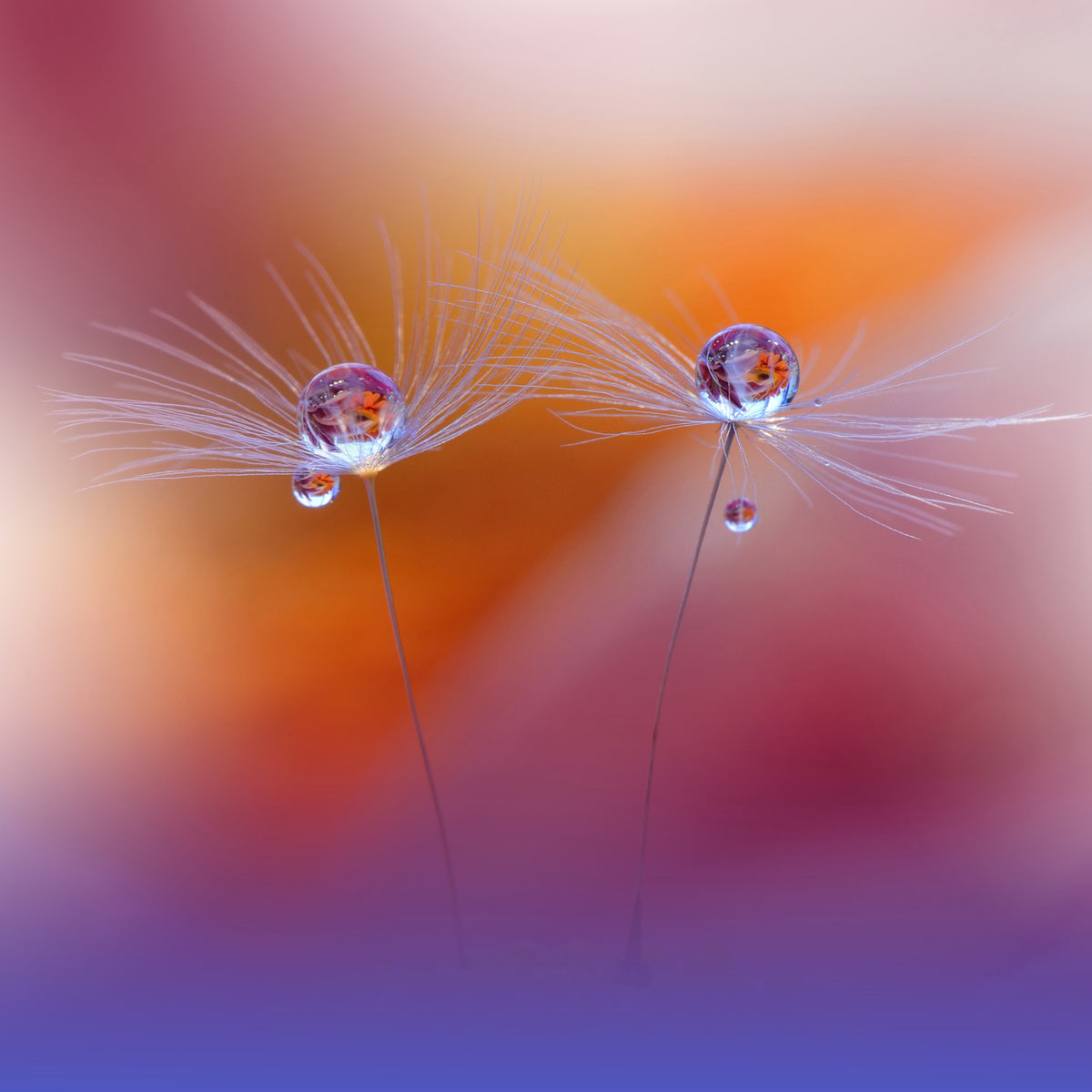canvas-print-two-worlds