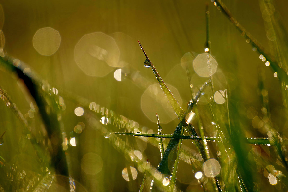acrylic-print-dew-in-the-morning