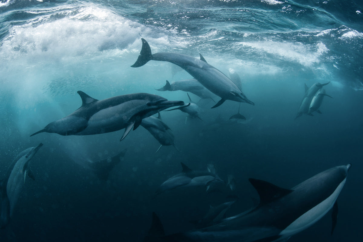 aluminium-print-dolphine-run-x
