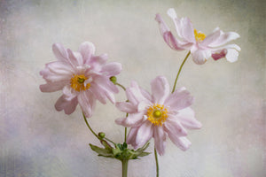 3-piece-aluminium-print-anemones