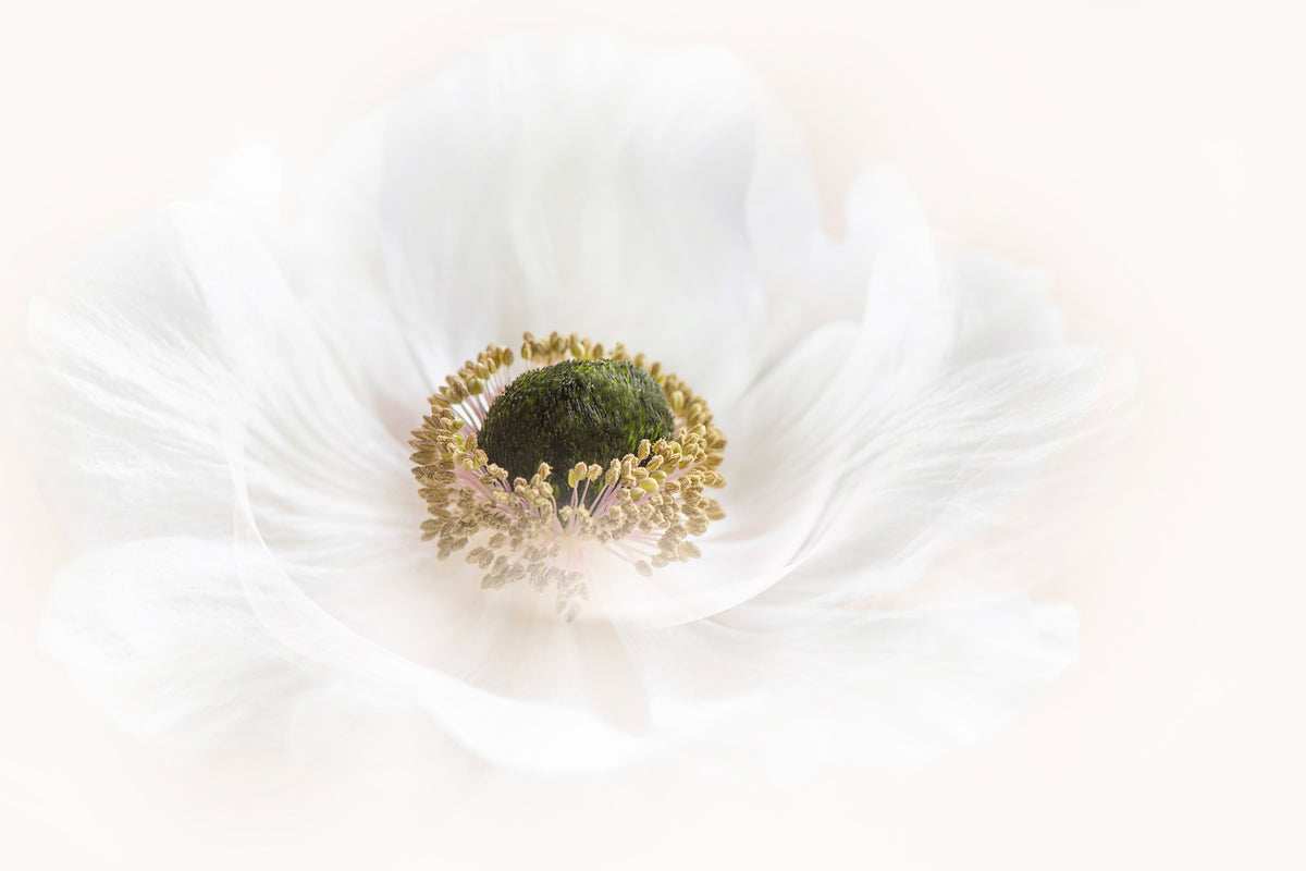 canvas-print-pure-x