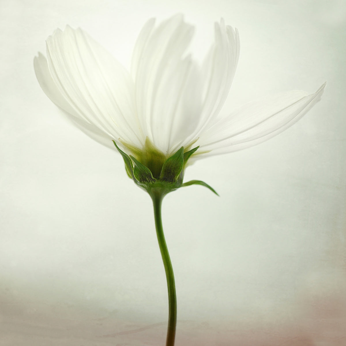 9-piece-acrylic-print-white-cosmos