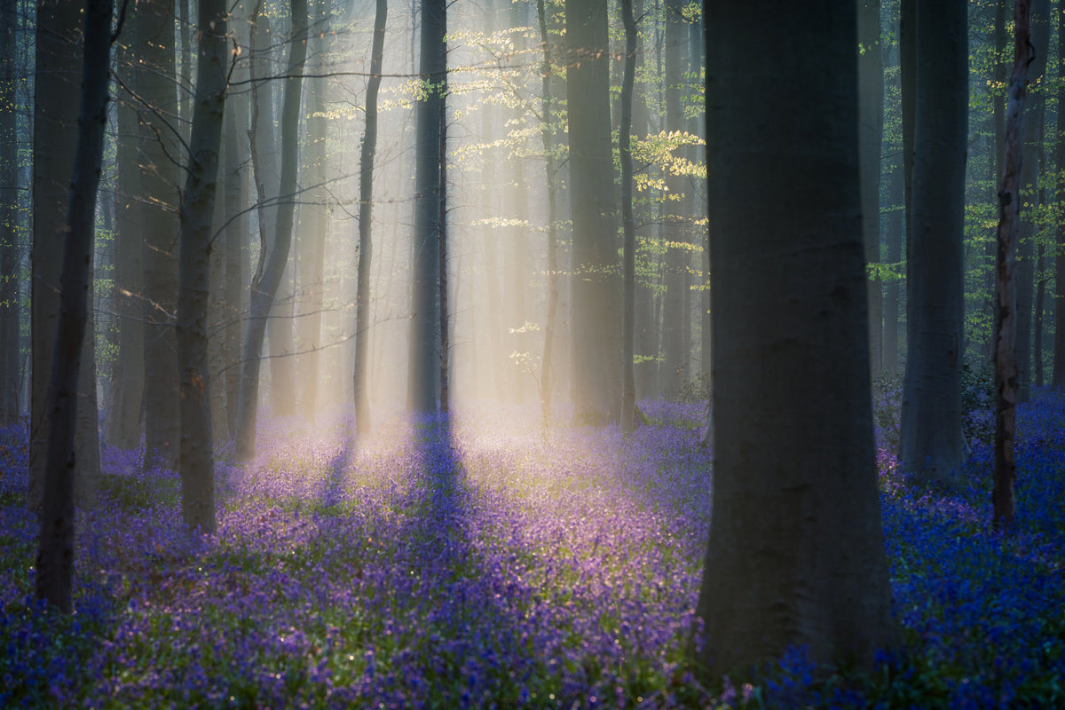canvas-print-velvet-light