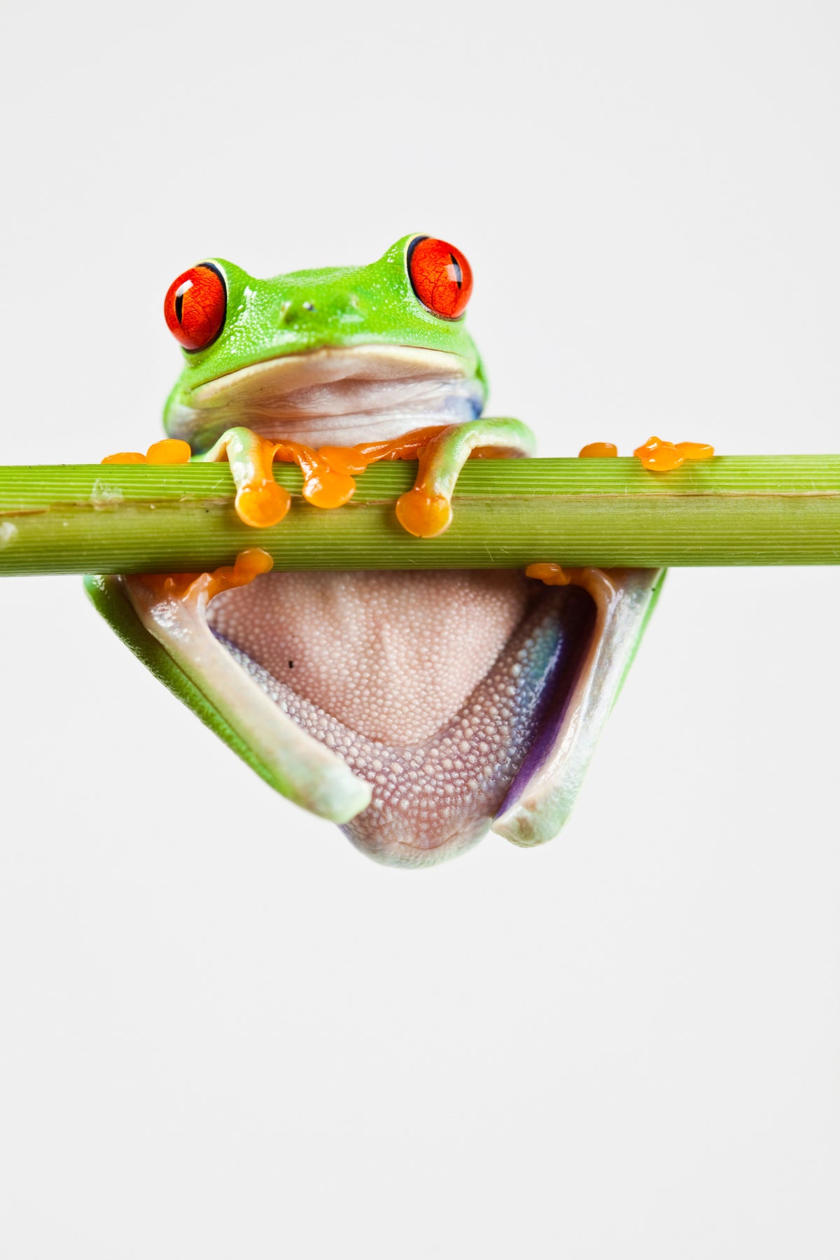 canvas-print-frog-acrobatics