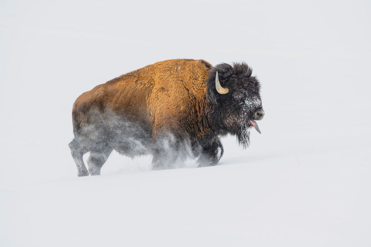 acrylic-print-bison-in-the-snow-x