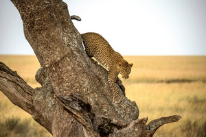 acrylic-print-leopard-serengheti-tanzania