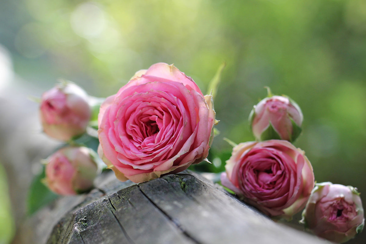 modern-3-piece-canvas-print-bush-roses