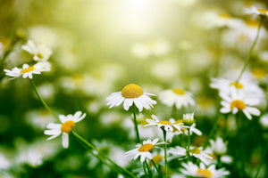 3-piece-canvas-print-the-daisy