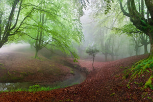 poster-print-the-forest-maravillador-iii