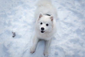 canvas-print-dogs-joy-in-the-snow
