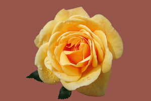 3-piece-acrylic-print-rose-in-yellow-xxl