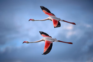 poster-print-greater-flamingos-x