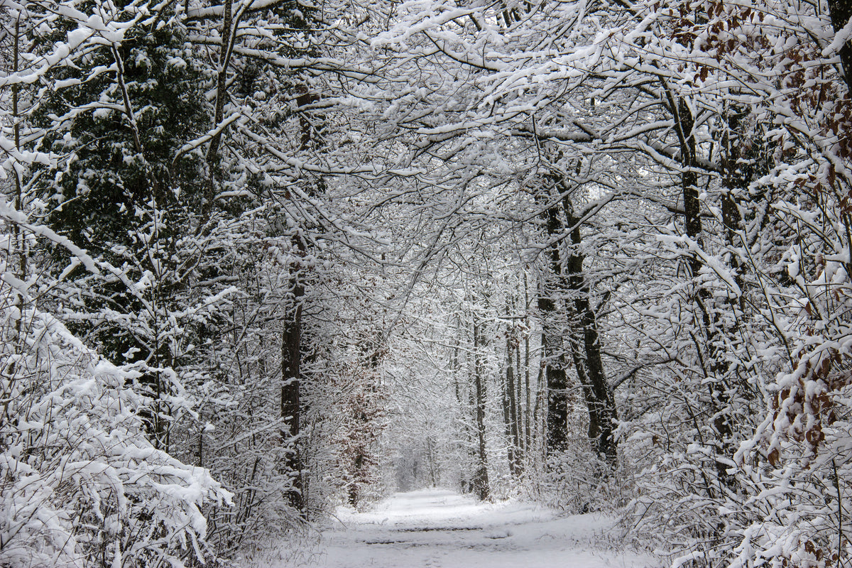 framedposter-print-enchanted-winter-forest