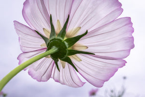 modern-3-piece-aluminium-print-the-cosmos-flower
