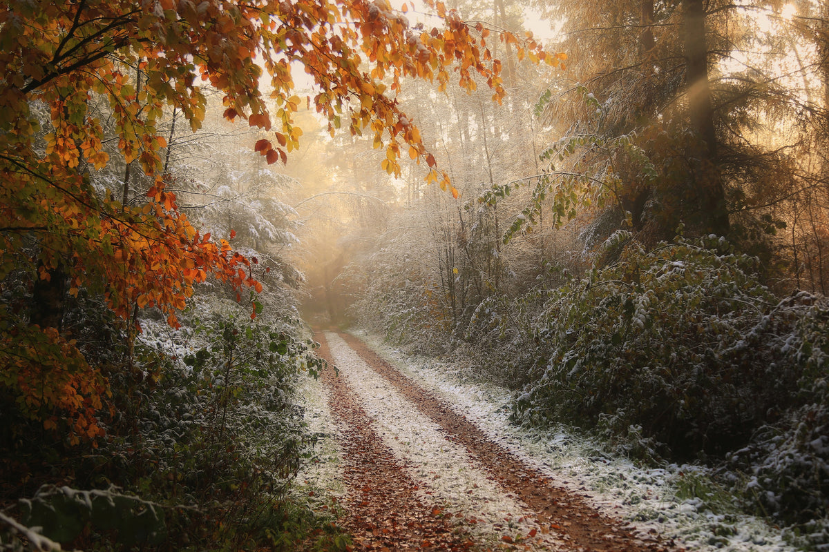 canvas-print-frosty-fall-x