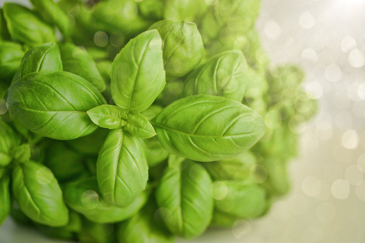 poster-print-a-bouquet-of-basil