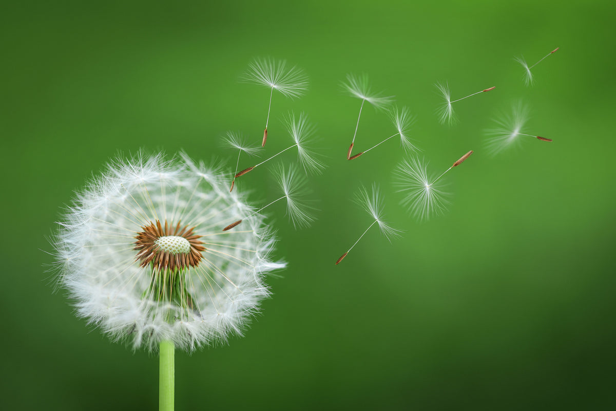 framedposter-print-dandelion-blowing-x