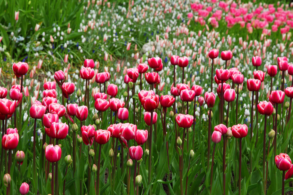 modern-3-piece-canvas-print-wild-tulip-field