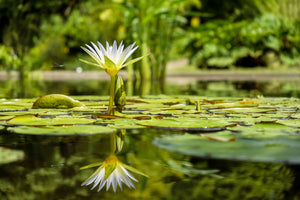 acrylic-print-water-lily-in-nature