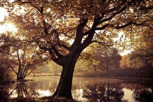 3-piece-canvas-print-landscape-park
