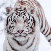 aluminium-print-the-king-tiger