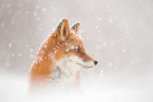 framedcanvas-print-snow-is-fallingab-x