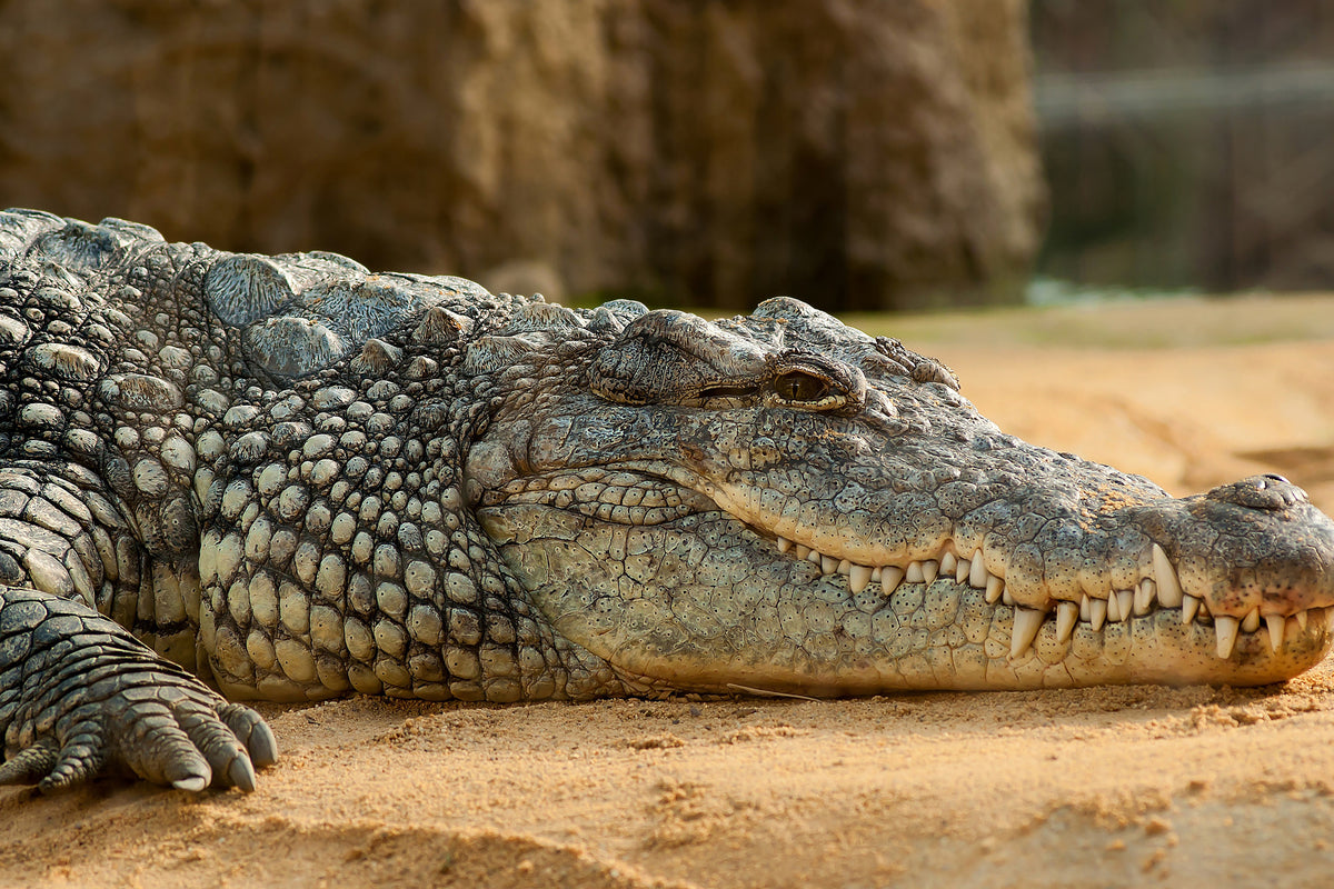 framedcanvas-print-the-nile-crocodile