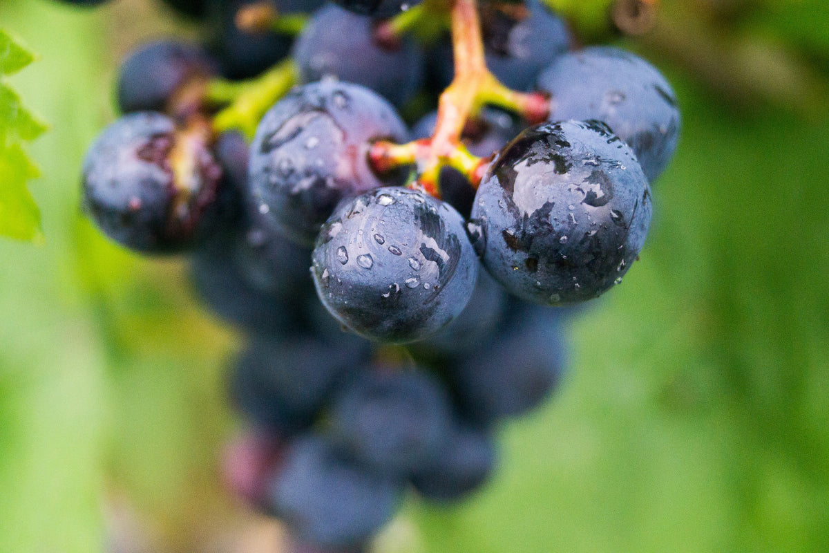 3-piece-canvas-print-grapes