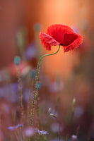 canvas-print-at-the-end-of-the-day-x
