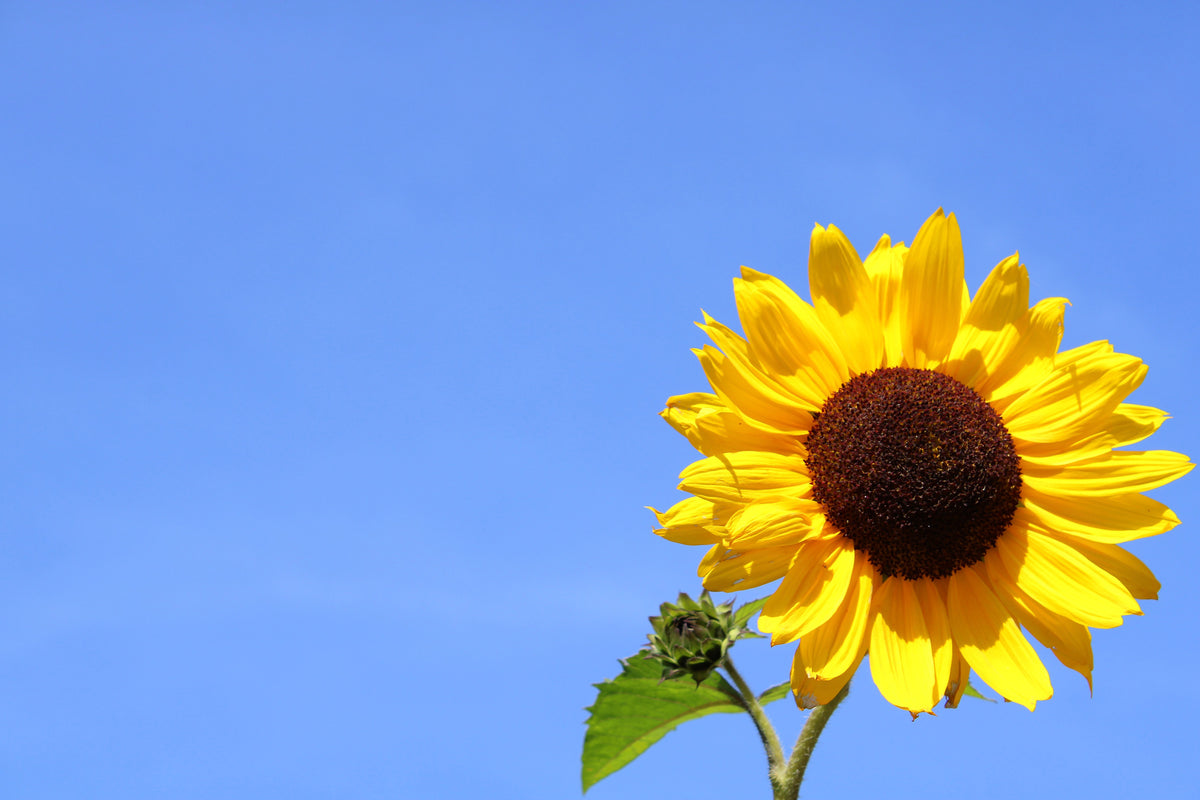 canvas-print-sunflower-with-blue-sky
