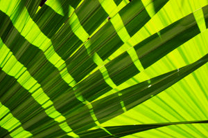 aluminium-print-the-palm-leaf-in-xl