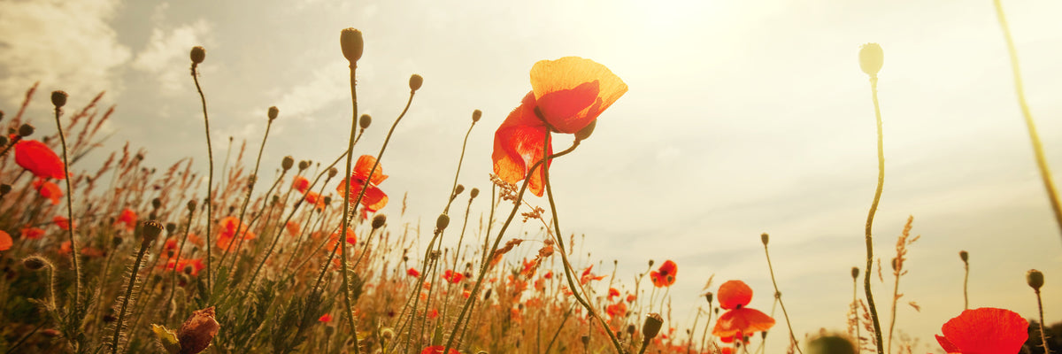 panoramic-3-piece-aluminium-print-the-poppy-field-at-sunrise-panorama