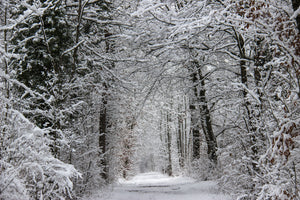 acrylic-print-enchanted-winter-forest