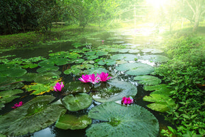 acrylic-print-garden-pond