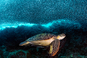 framedcanvas-print-turtle-and-sardines-x