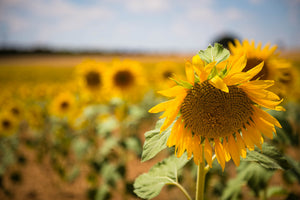 framedposter-print-a-sunflower-in-the-field