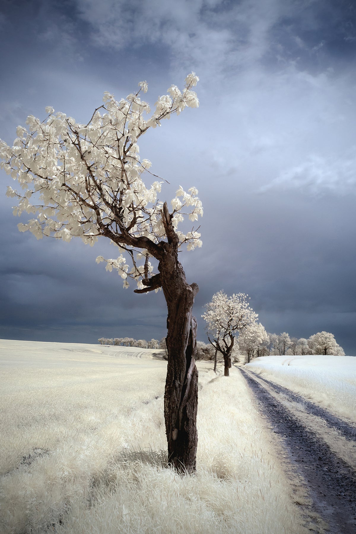 aluminium-print-irenka