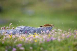 acrylic-print-ermine-on-patrol-x