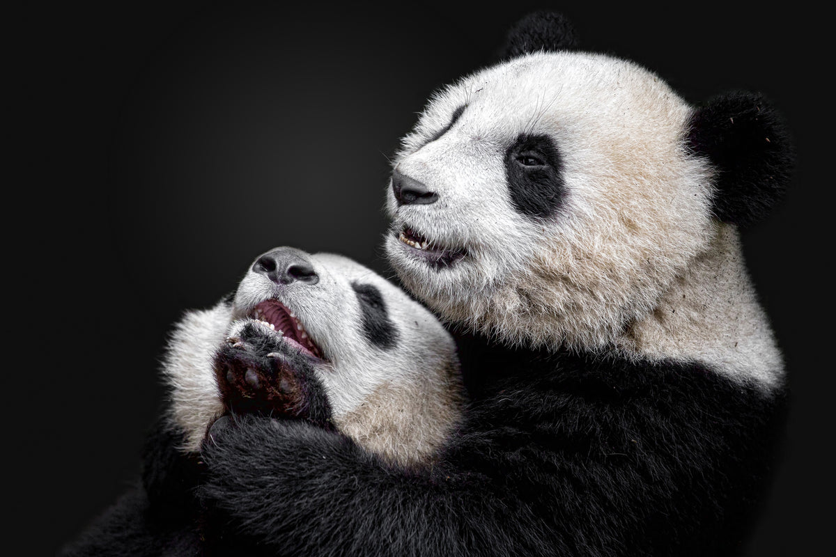 aluminium-print-pandas-x