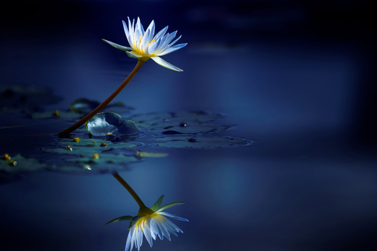 framedcanvas-print-reflection-xdb