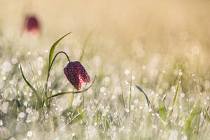 framedcanvas-print-morningdew