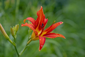 3-piece-aluminium-print-lily-blossom-in-the-nature