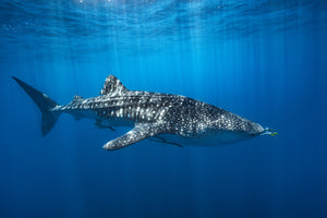 framedcanvas-print-whale-shark-in-the-blue-x