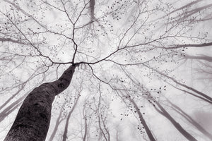 3-piece-canvas-print-a-view-of-the-tree-crown