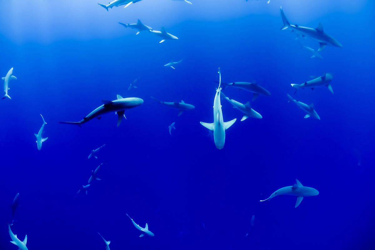 canvas-print-in-the-shark-tank