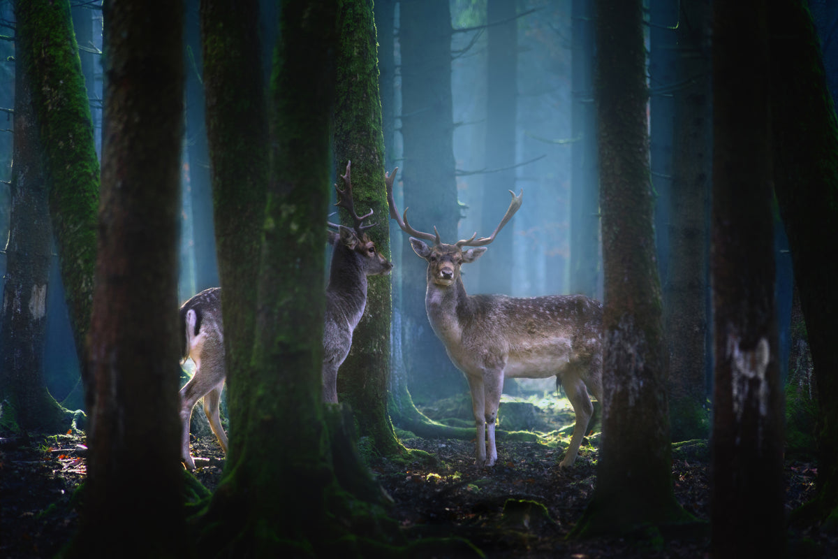 acrylic-print-deers