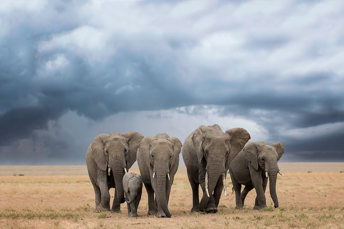 framedcanvas-print-elephant-walk-x