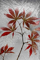 framedcanvas-print-red-maple-x