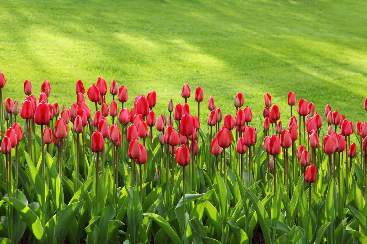 framedcanvas-print-red-tulip-field-in-the-sunlight